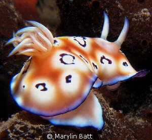 Chromodoris nudibranch by Marylin Batt 